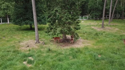 Deer near the tree Stock Footage 91402295