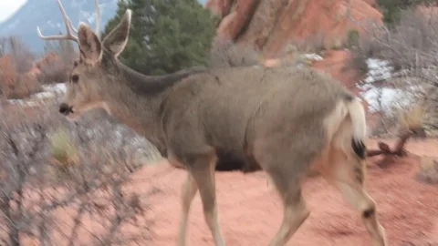 Deer neer boulder Stock Footage 94012163