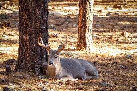 A deer nested down in the woods Fotos de archivo