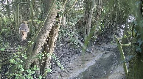 Deer next to stream through ancient woodland Stock Photos