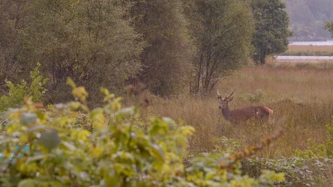 Deer Next to Traffic 库存影片 115847136