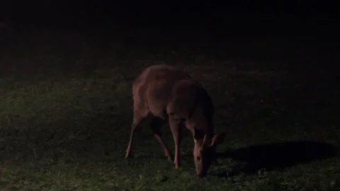 Deer in the Night Stock Footage 79535599