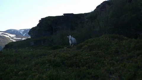 Deer in Norway Video stock 105910536