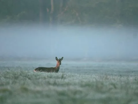 Deer observed area Stock Photos