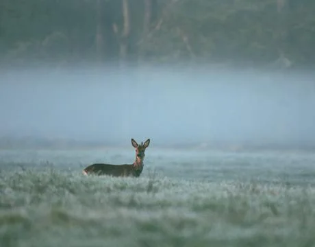 Deer observed area Stock Photos
