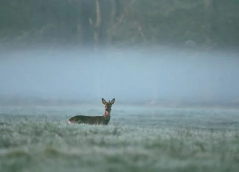 Deer observed area Stock Photos