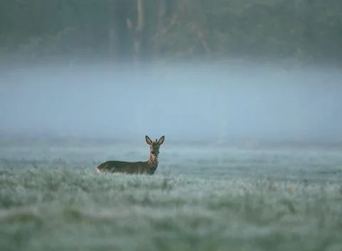 Deer observed area Stock Photos