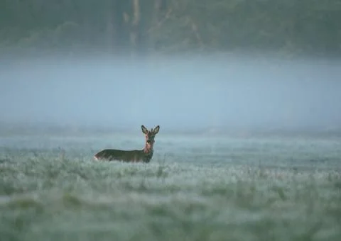 Deer observed area Stock Photos
