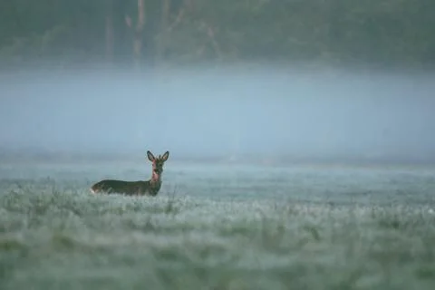 Deer observed area Stock Photos