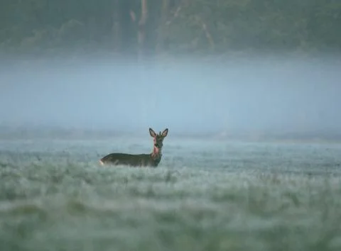Deer observed area Stock Photos