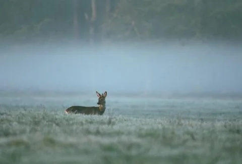 Deer observed area Stock Photos
