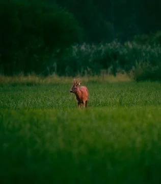 A deer observer his environment Stock Photos