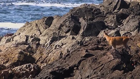 Deer by the Ocean Waves 库存影片 80268525