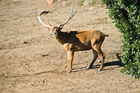 Deer in the open. Foto stock