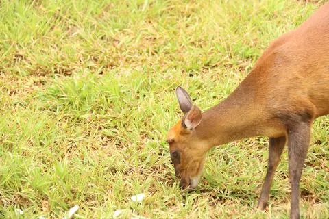 Deer or muncak is a group of deer belonging to the genus Muntiacus Stock Photos