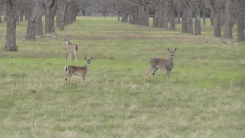 Deer in an orchard field Stock Footage 121926485