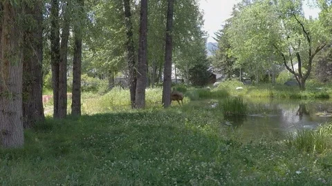 Deer on the other side of the pond Stock Footage 122347045