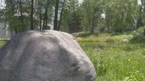 Deer on the other side of the pond Stock Footage 122349027