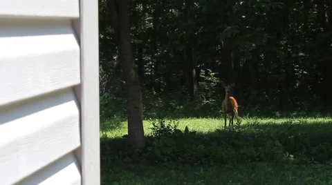 Deer outside of a house Stock Footage 53200738