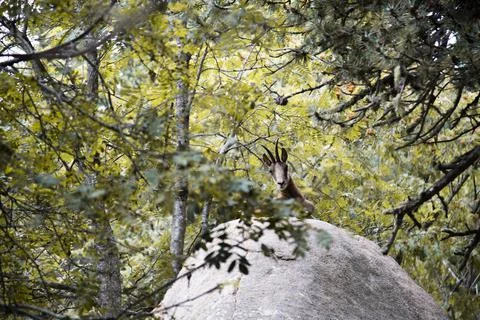 Deer over a rock Stock Photos