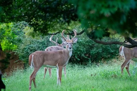 A Deer in an Overgrown Backyard Stock Photos