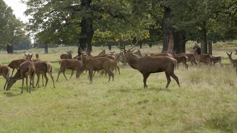 Deer Pack Stock Footage 82722308