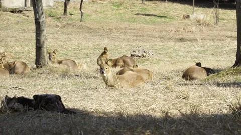 Deer pack Stock Footage 329118359