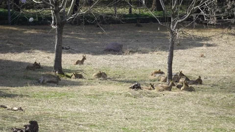 Deer Pack Stock Footage 329118800