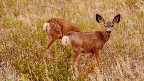Deer Pair in Field Stock Footage 310863667