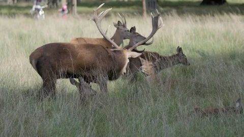 Deer In Park Stock Footage 82721982