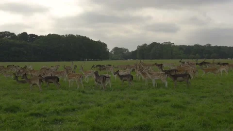 Deer in park Stock Footage 137450389