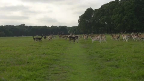 Deer in park Stock Footage 137450560