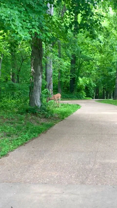 Deer Park Stock Footage 168901046