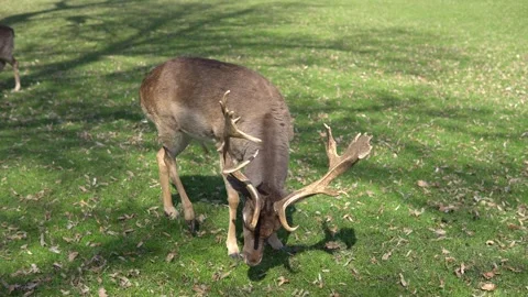 Deer in the park 스톡 동영상 240383546