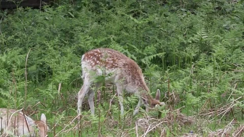 Deer in park Stock Footage 275541898
