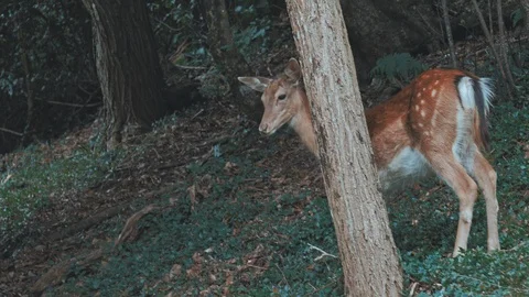 Deer in the park forest Stock Footage 123337769