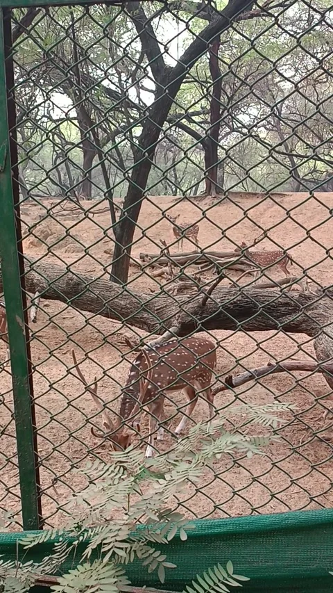 Deer Park inside Hauz Khas, New Delhi Stock Footage 296919800