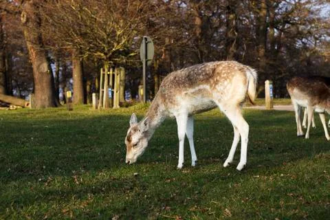 Deer in a park Stock Photos