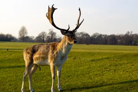 Deer in a park Stock Photos