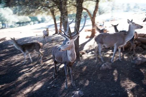 Deer in the park Stock Photos