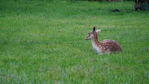 Deer in park Stock Photos