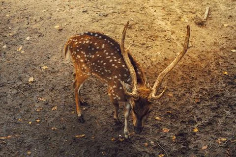A deer in the park Stock Photos