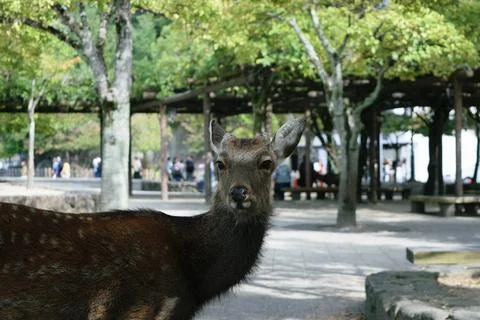Deer in a Park Stock Photos