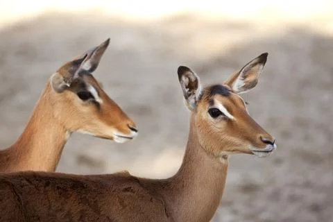 Deer in a park Stock Photos