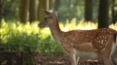 Deer in Park from Side Stock Footage 47824239