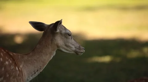 Deer in Park from Side Stock Footage 47829469