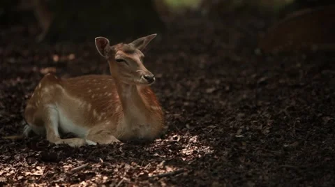 Deer in Park from Side Stock Footage 47829499