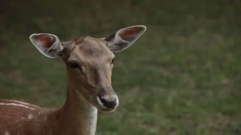 Deer in Park from Side Stock Footage 47829530