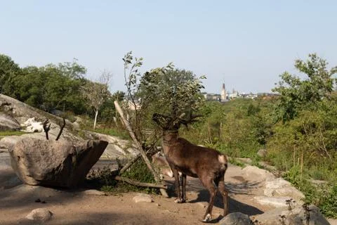 Deer in the park Skansen eats grass from a tree on the island of Djurgarden. Stock Photos