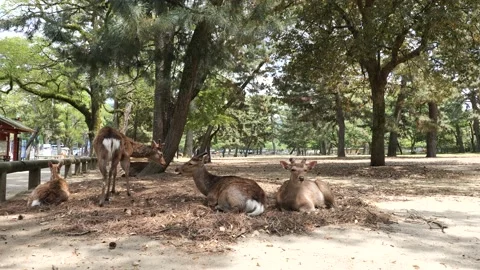 Deer in a park under Nara Prefecture, Japan, Stock Footage 132051217